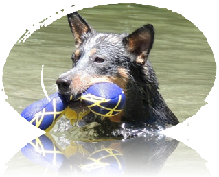 Cani acqua