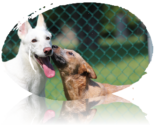 Cane socializzazione
