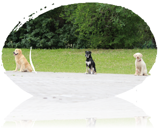 Cani educazione